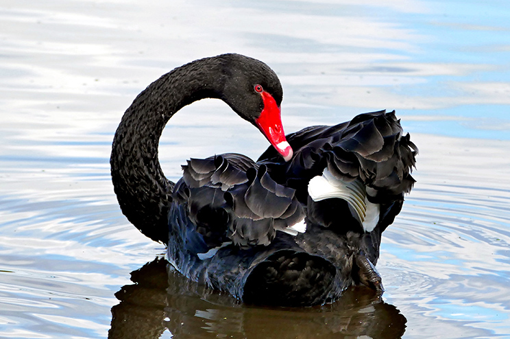 The Financial Black Swan is Already Here
