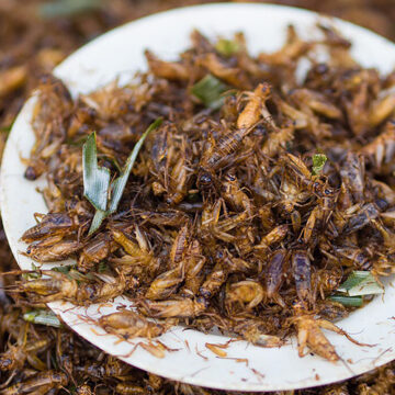 Why They Want Us to Eat Bugs