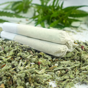 Preparing a cannabis joint with tobacco and rolling paper with marijuana bud on white background. The insinuation of marijuana abuse. cannabis legalization concept MN Gunman’s Pot Use Is Further Evidence Against Rescheduling Marijuana